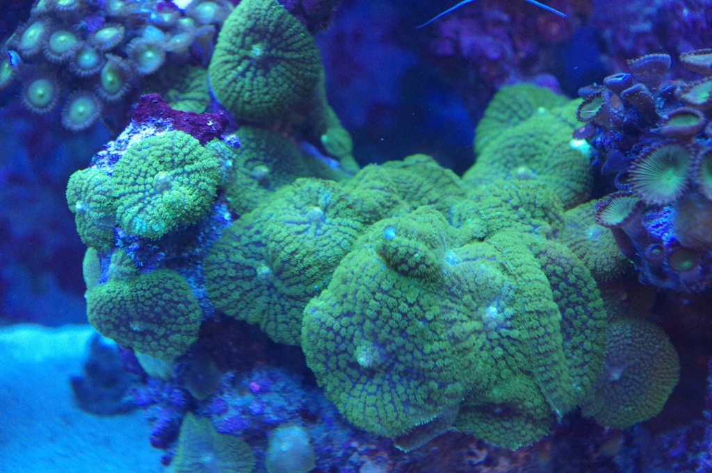 Koralowiec Rhodactis sp. green