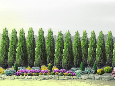 Jałowiec chiński OBELISK 50cm szpalery /PRODUCENT