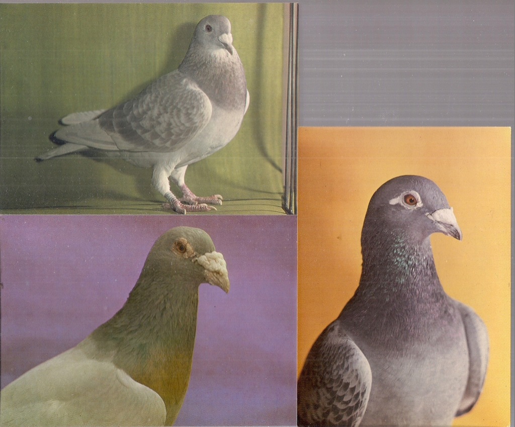pocztówki GOŁĘBIE POCZTOWE ptak KAW 3 sztuki
