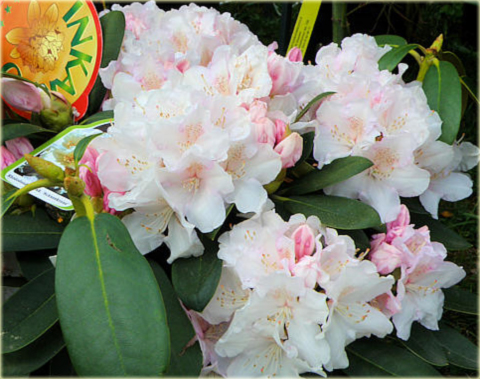 Rododendron jakuszimański Schneekrone biały
