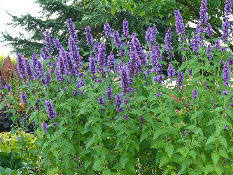 kłosowiec Blue Fortune aromatyczny - Byliny Farm
