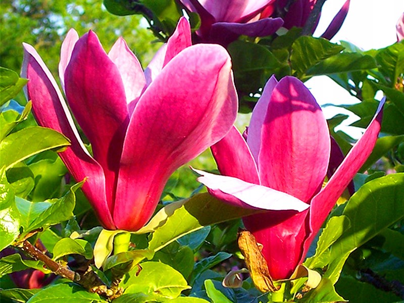 MAGNOLIA NIGRA ~ 3-LETNIA / SADZONKA 70-90 CM