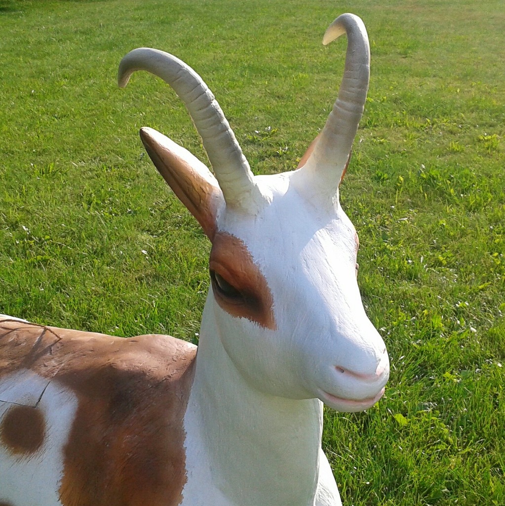 Koza do dojenia, dojna koza, na dożynki, imprezy