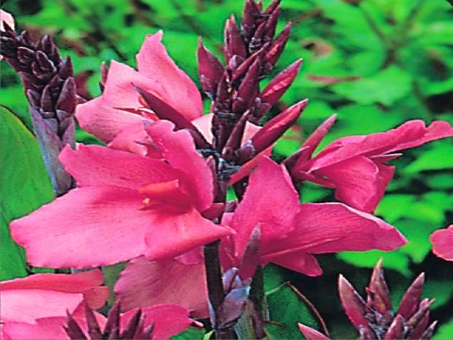 CANNA - KANNA PACIORECZNIK LA BOHEME 1 szt *B