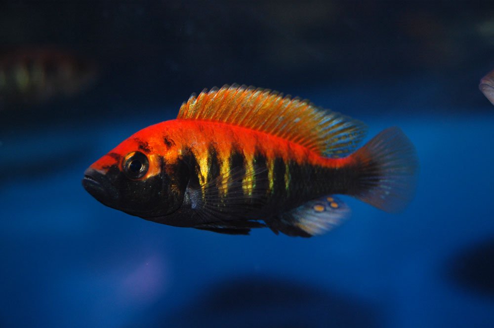 HAPLOCHROMIS NYEREREI 3-5CM