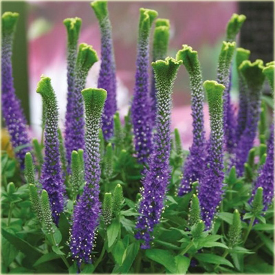 Przetacznik kłosowy Christa Veronica spicata