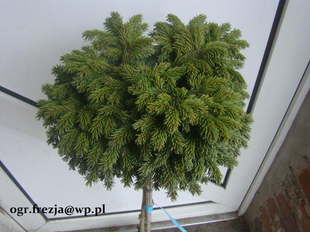 Picea abies 'Vici Hora' - Świerk pospolity PIENNA