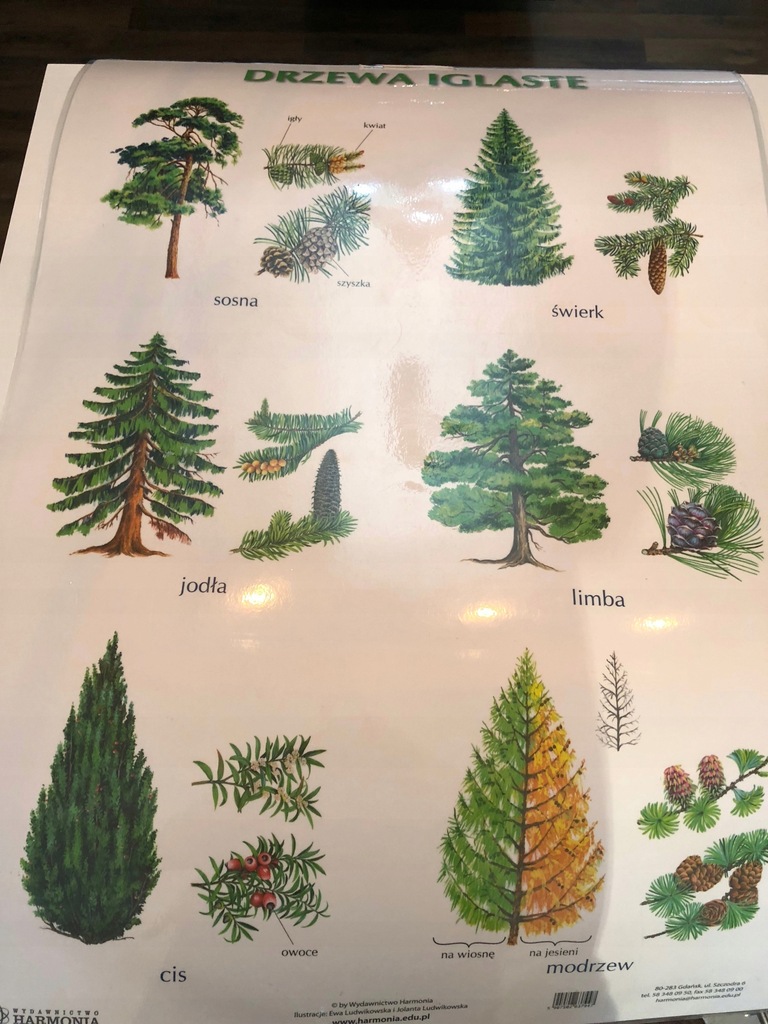 Plansza edukacyjna drzewa iglaste