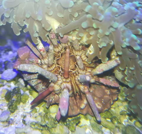 Morskie akwarium-jeżowiec ołówkowy