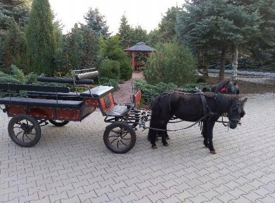 Kuce Kuc + uprząż + bryczka + sanie + siodł