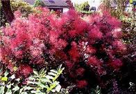 PERUKOWIEC ROYAL PURPLE 120CM NA PNIU