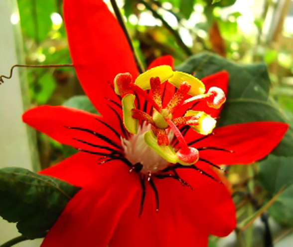 Czerwona passiflora (Passiflora Coccinea) Nasiona