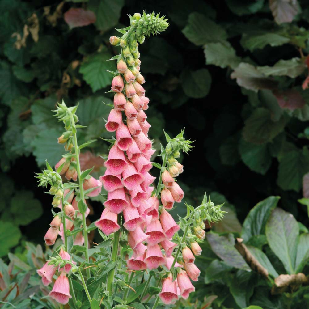 Digitalis Naparstnica mertona Summer King  P9