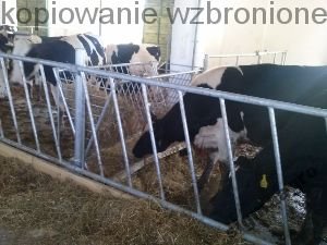 Drabina paszowa skośna, stół paszowy