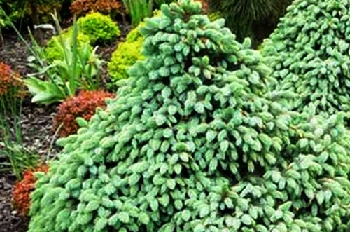 Świerk kłujący Śleszyn PA 20-30cm C2 30-40cm