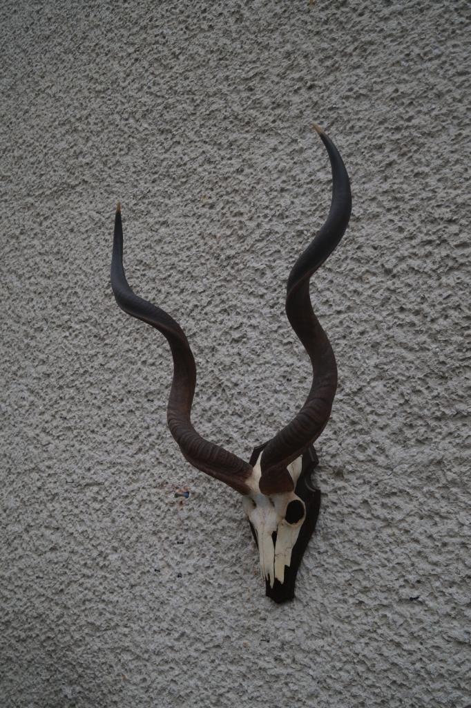 Kudu wielkie, trofea, rogi, poroże, czaszka