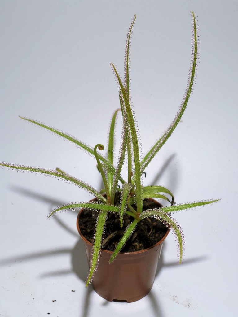 ROSICZKA odm, DROSERA REGIA  ROSICZKA KRÓLEWSKA