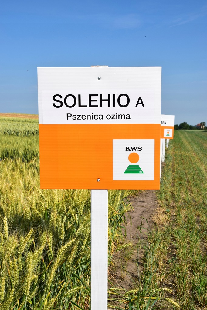 Pszenica KWS Solehio - wczesna ostka jakościowa