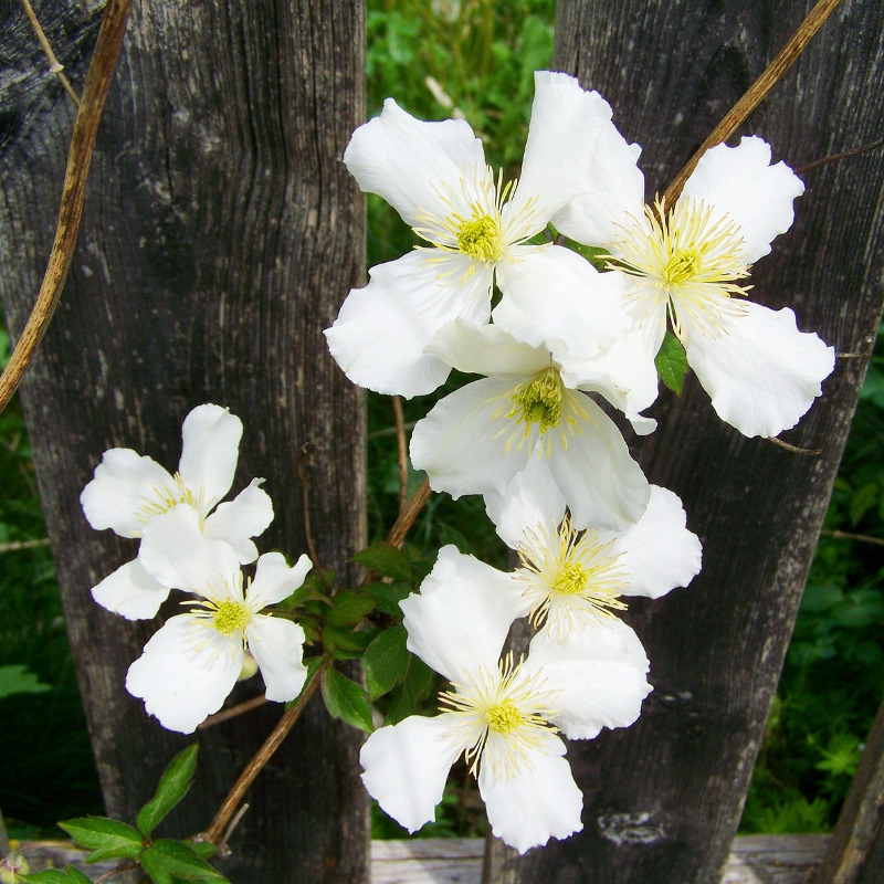 POWOJNIK CLEMATIS ANITA drobny biały 60 cm- P11