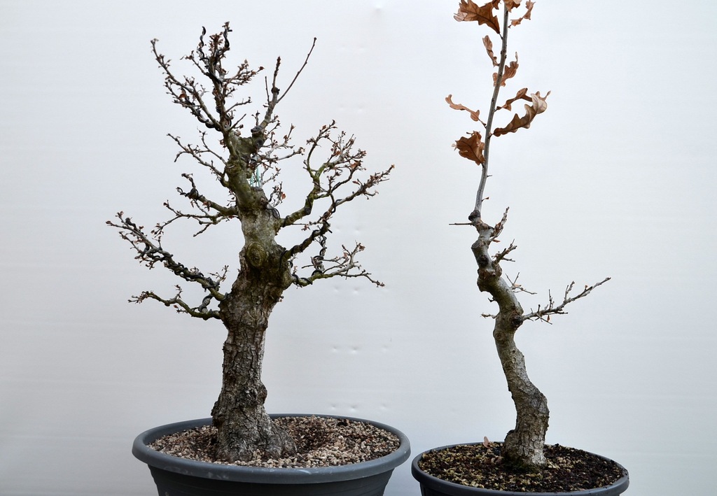 Drzewko dębu - na bonsai