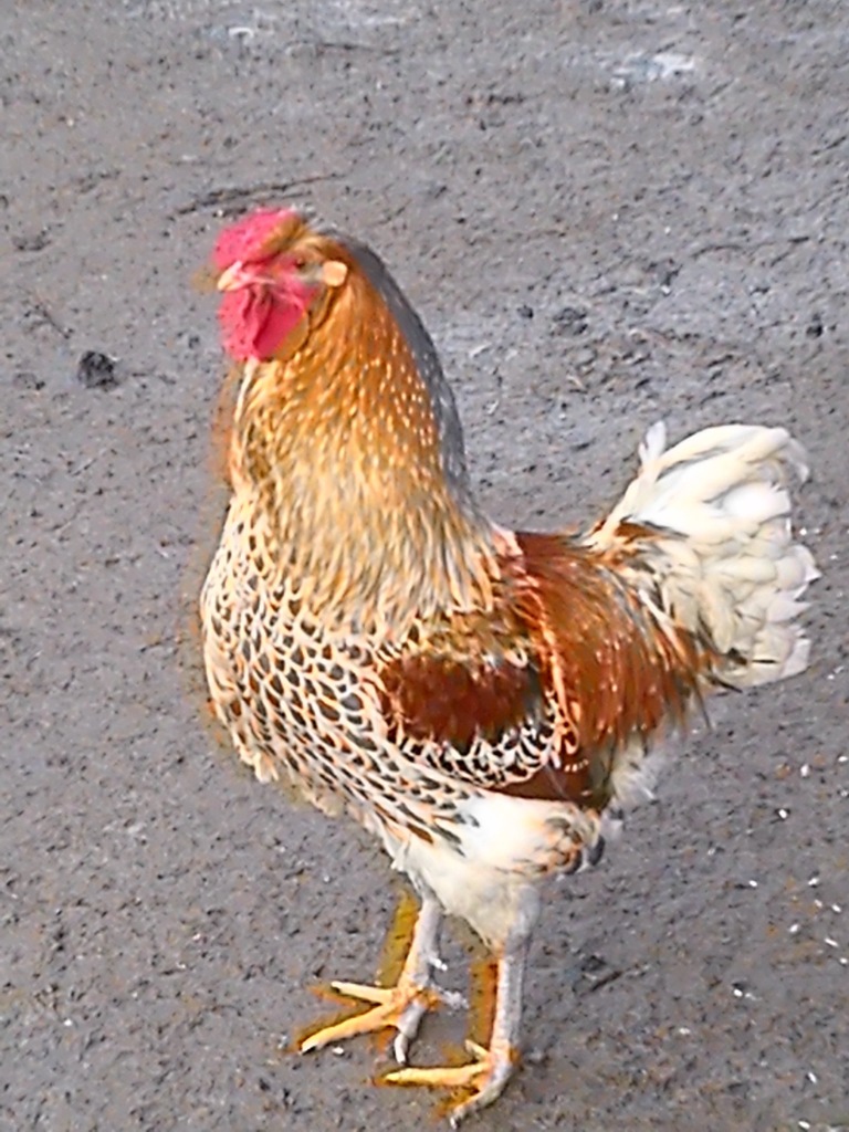 Wyandotte Wyandotta Olbrzymia koguty