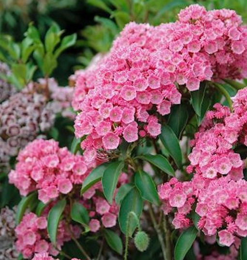 Kalmia szerokolistna Beacon Leuchtfeuer  C2