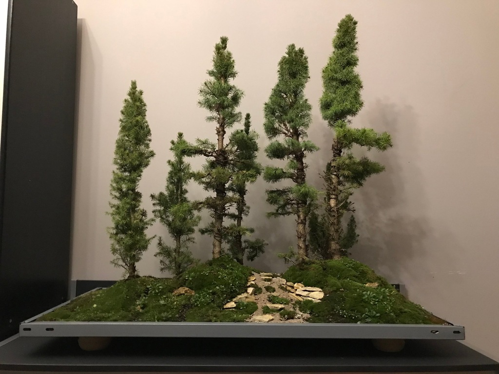 Bonsai Yose-uye z siedmiu świerków kanadyjskich 