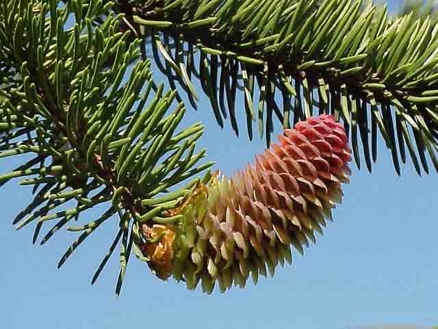 Picea abies 'Virgata' - ŚWIERK WĘŻOWY - CUDO !!