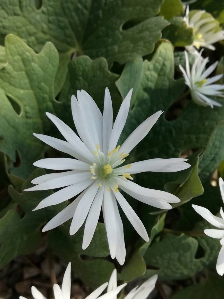 Sangwinaria Sanguinaria canadensis 'Star'