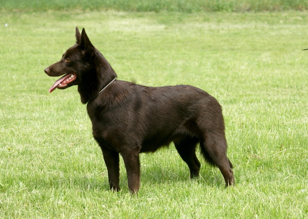 Australian Kelpie FCI, Kelpie