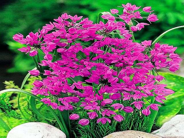 ALLIUM OREOPHILUM - CZOSNEK OSTROWSKIEGO 10 szt *B