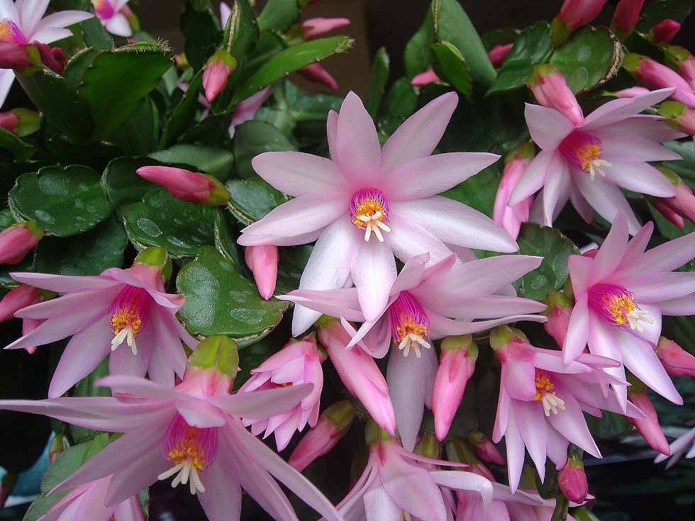 WIELKANOCNY OTTAWA ##### GRUDNIK EPIPHYLLUM