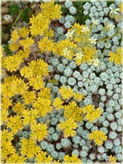 bylina Rozchodnik Cape Blanco Sedum spathulifolium