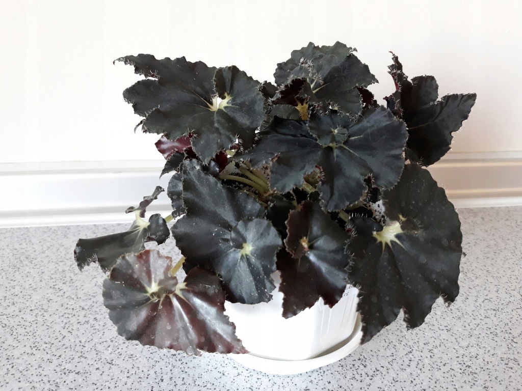 BEGONIA BLACK MAMBA