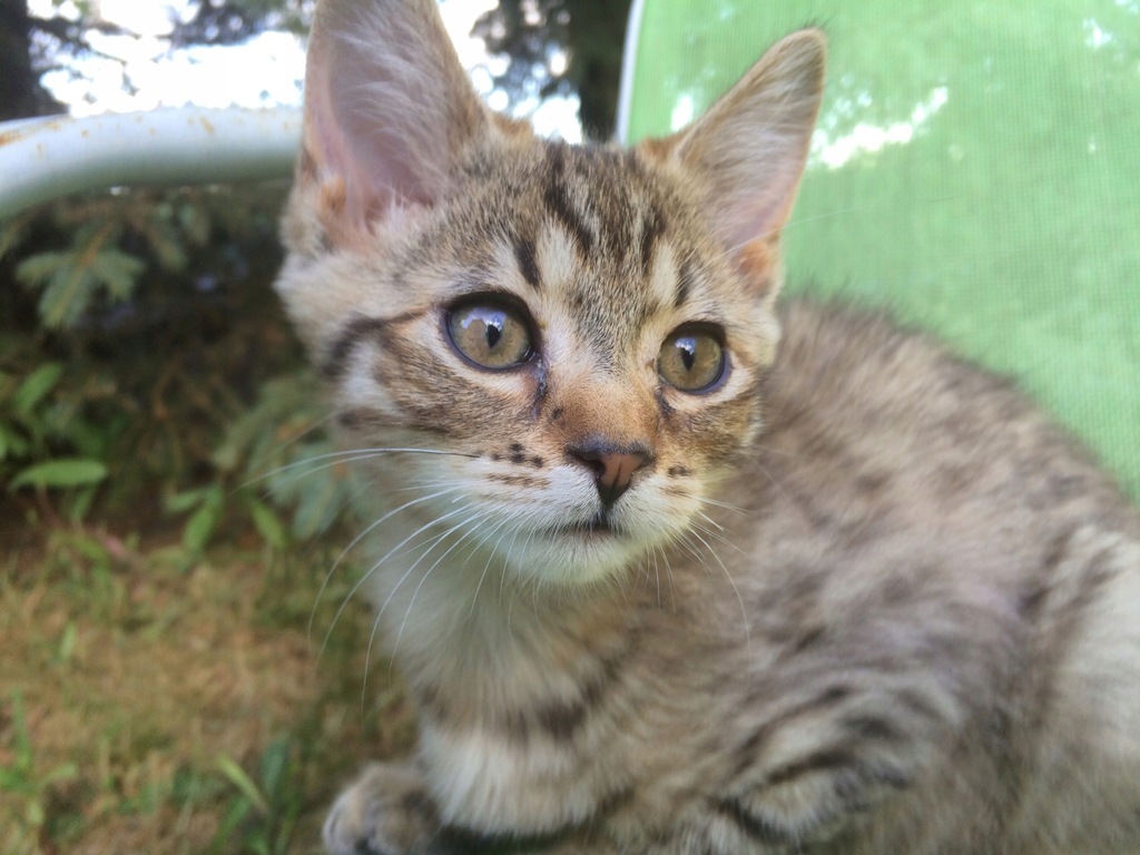 4 miesięczne kotki do adopcji