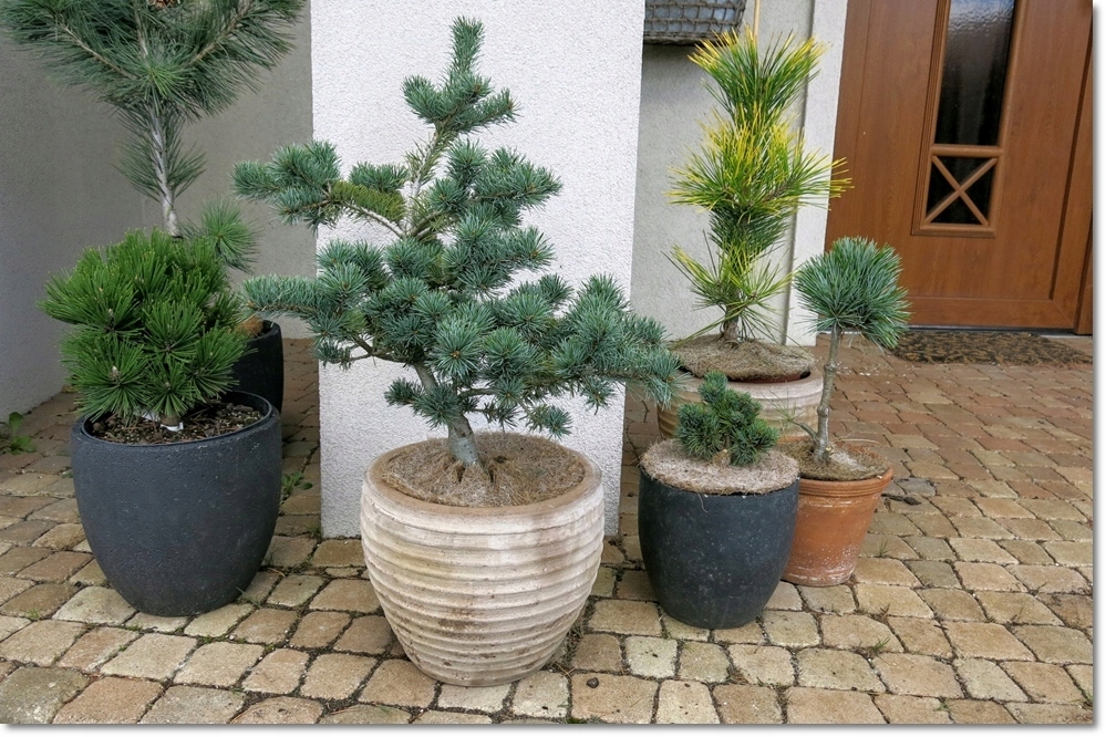 Pinus parviflora 'Adcock's Dwarf'- !!!