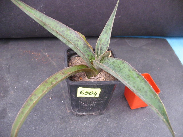Kaktusy Agave maculata 6504 don7x7cm