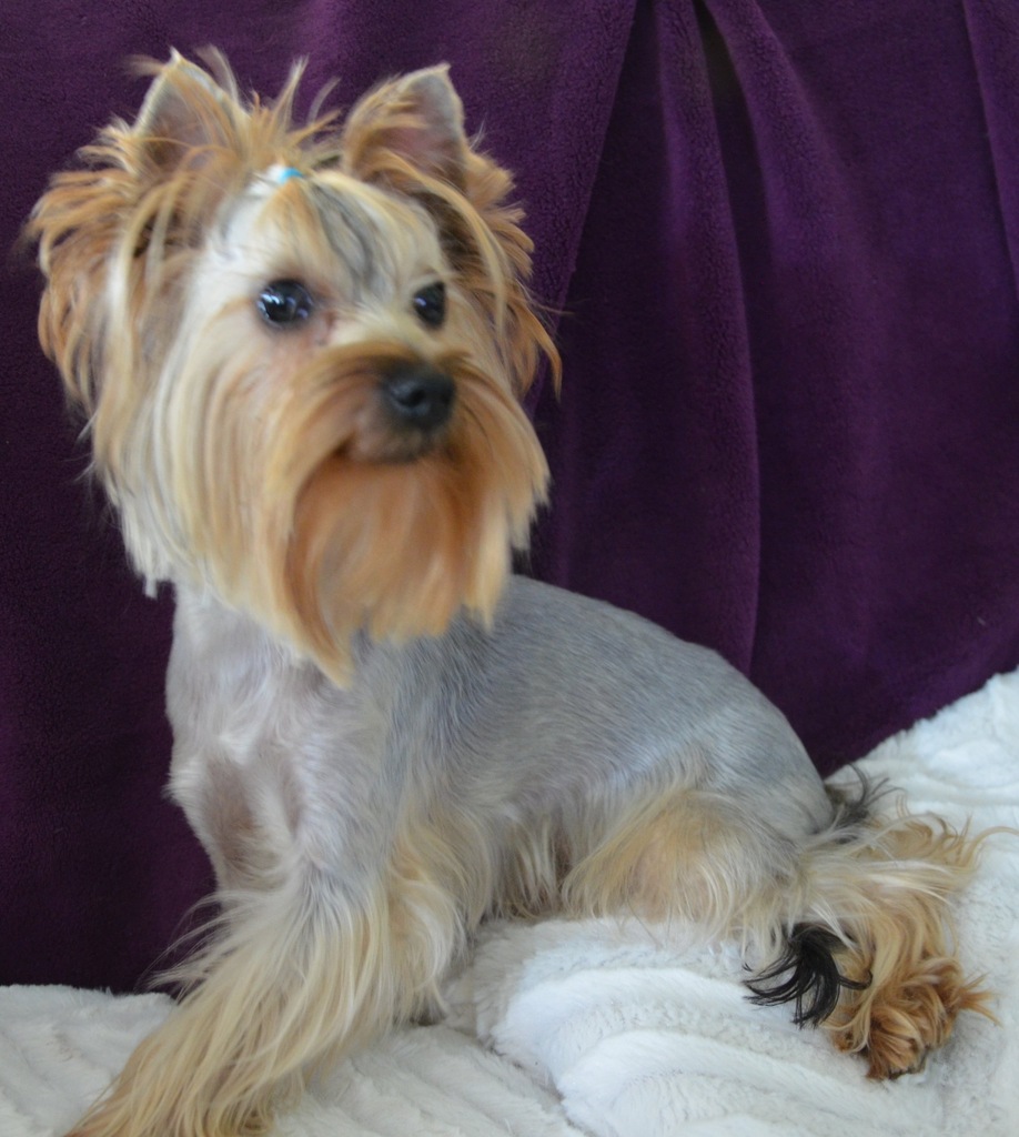 York Yorkshire Terrier  jasny  Reproduktor 1,5kg