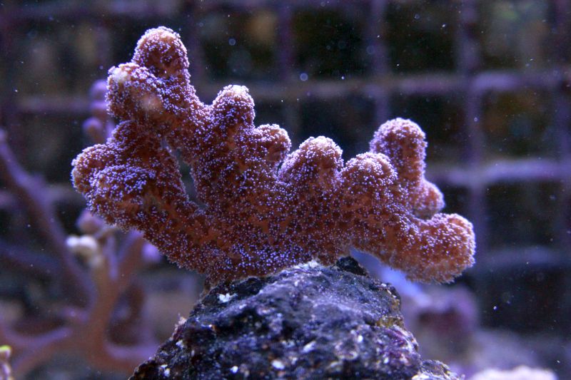 Koralowiec Koral Stylophora milka P01 Promocja