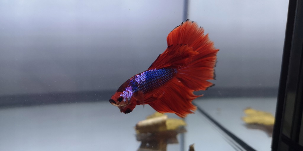 Bojownik Hm Blue Dragon - Betta Fish Store - 7640307953 ...