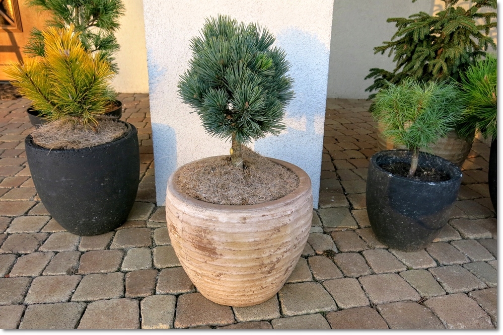 Pinus flexilis 'Ririe' - RARYTAS !!!