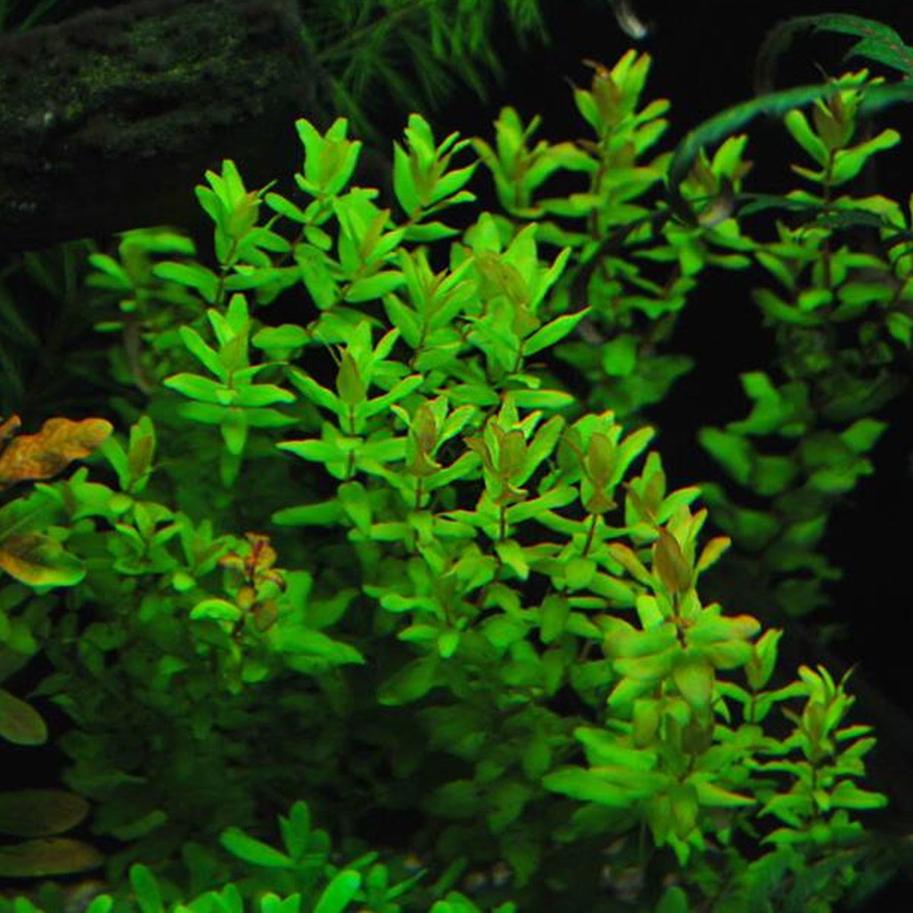 ROŚLINA IN VITRO - Rotala Macrandra Green 100ml MK