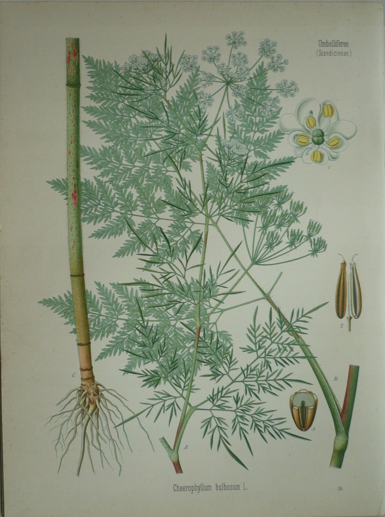 świerząbek bulwiasty lekarski, oryg. 1882