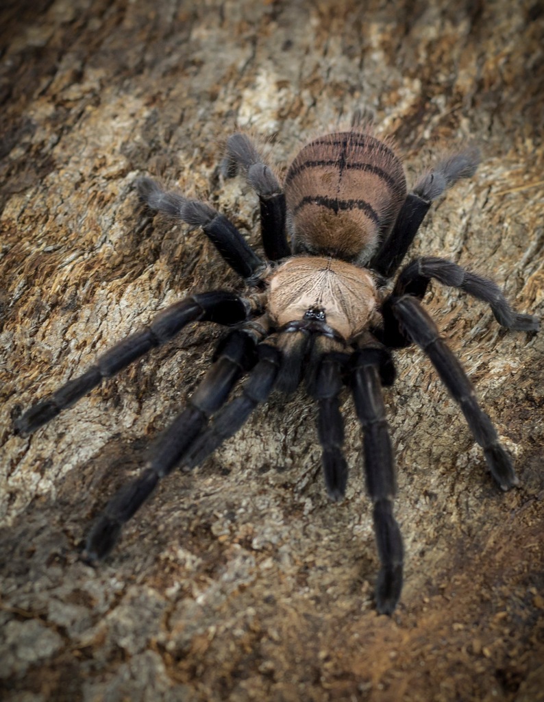 Chilobrachys fimbriatus L2 SpidersFactory