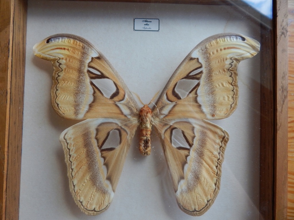 Motyl w gablotce Attacus atlas / Pawica atlas