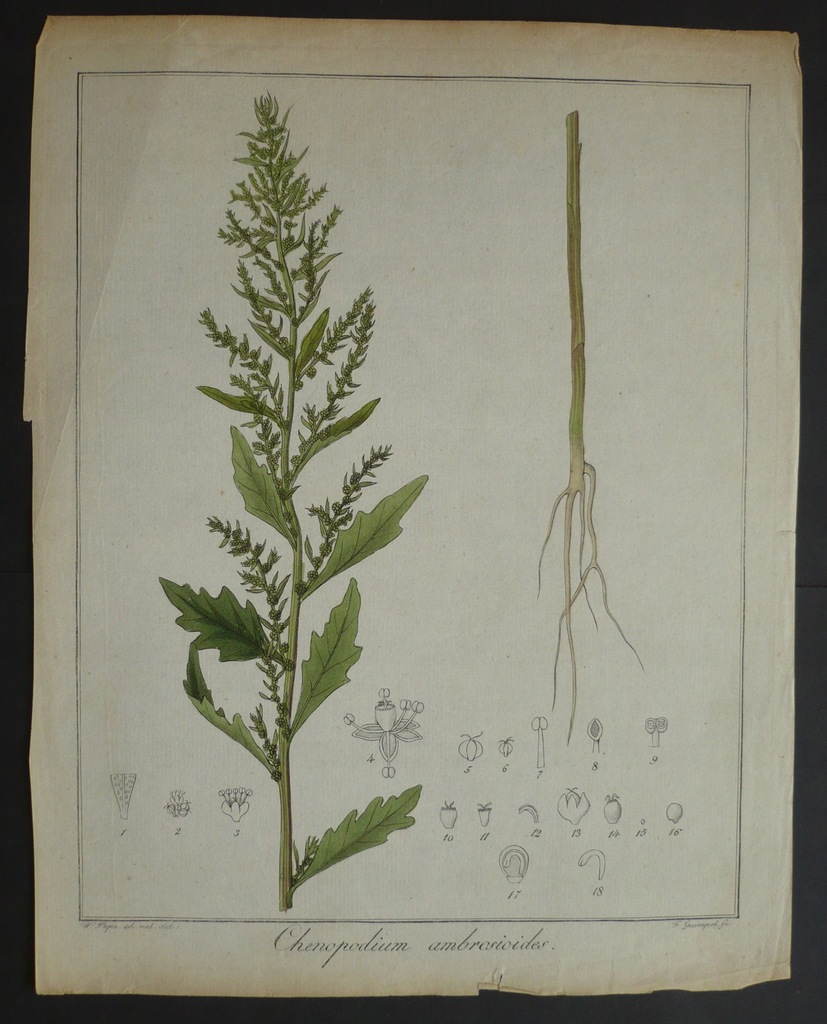 komosa piżmowa, oryg. 1798 + akwarela