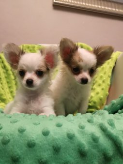 Chihuahua miniaturki szczenięta - suczki Warszawa