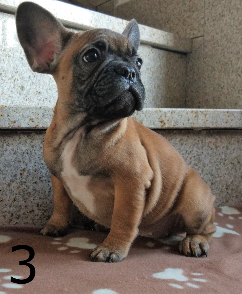 buldog francuski, buldogi francuskie