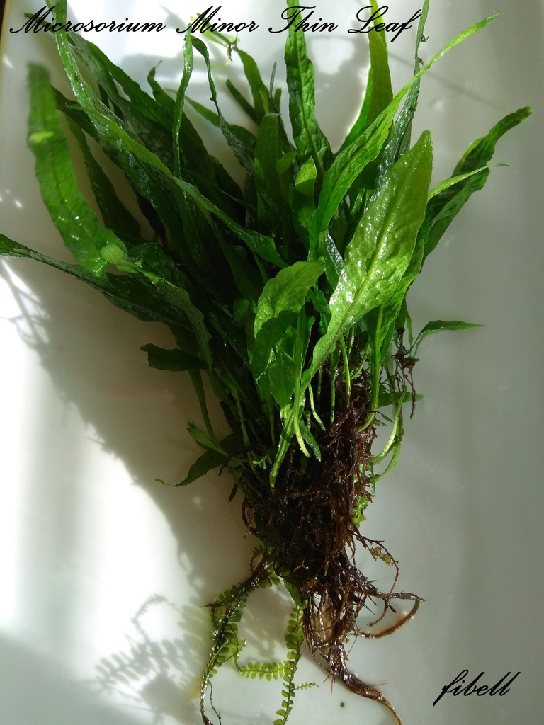 Microsorium Minor Thin Leaf od fibell