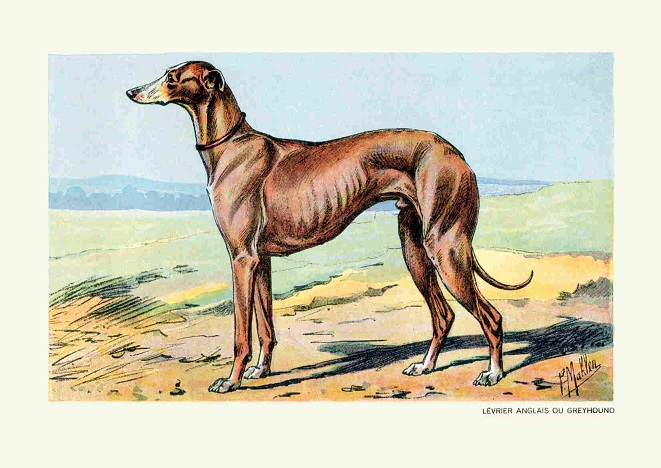 Rycina Psy myśliwskie Chart Greyhound A3